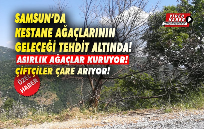 Samsun'da kestane ağaçlarının geleceği tehdit altında!