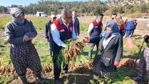 Denizli'de bu yıl 5 bin ton havuç hasat edilecek