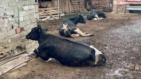 '8 buzağımızı şapa verdik'