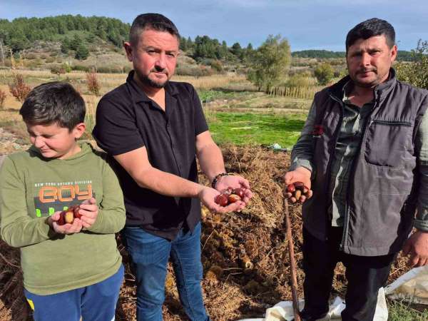 Buldan'ın tescilli kestanesinde hasat zamanı