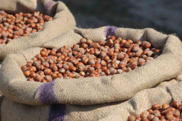 Fındık üreticilerinden Ferrero'ya 'manipülasyon' tepkisi: 'Amaç üreticiyi panikletip ucuza fındık almak'