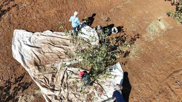 İdil'de fıstık hasadı başladı