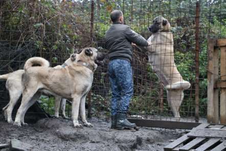 (Özel) Bu köpeklerin değeri dudak uçuklatıyor