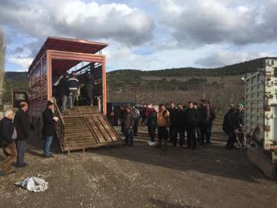 Eğirdir'de 11 genç çiftçiye hibe 55 büyükbaş hayvan dağıtıldı