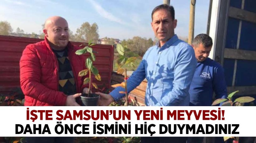 İşte Samsun'un yeni meyvesi! Daha önce ismini hiç duymadınız