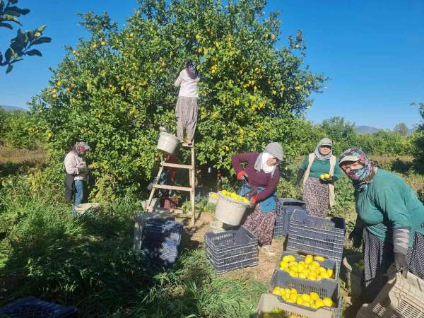 Fiyatı üreticiyi sevindirdi, Çukurova'da türkülü limon hasadı