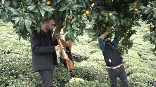 Mandalinayı kemençe eşliğinde hasat ettiler