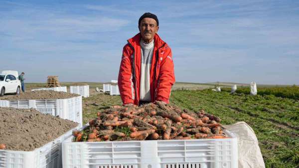 Beypazarı'nda hummalı havuç mesaisi başladı: Dönüme 10 ton ürün bekleniyor