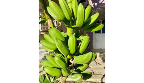 İnat etti, 70 rakımda muz hasadı yaptı