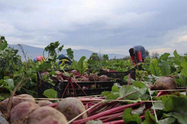 İzmir'in bereketli topraklarında 'Kırmızı elmas' mesaisi