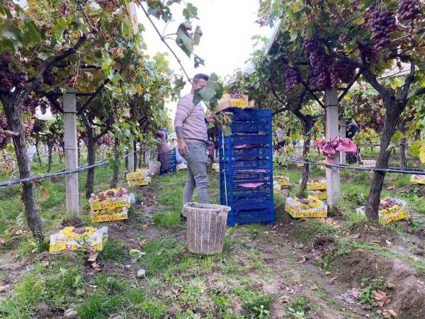 Sarıgöl'de üzüm hasadı devam ediyor