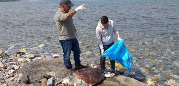 Güzelçamlı'da sahile iki caretta caretta ölüsü vurdu