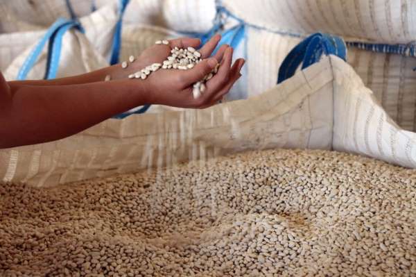 Türkiye'nin 57 şehrine Bitlis'ten fasulye ihraç ediliyor 