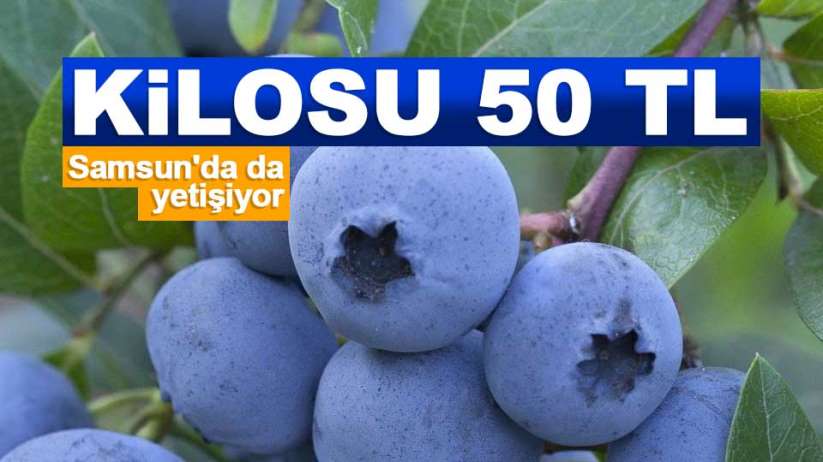 Yaban Mersini Yaban Mersini Haber Ve Yaban Mersini Haberleri