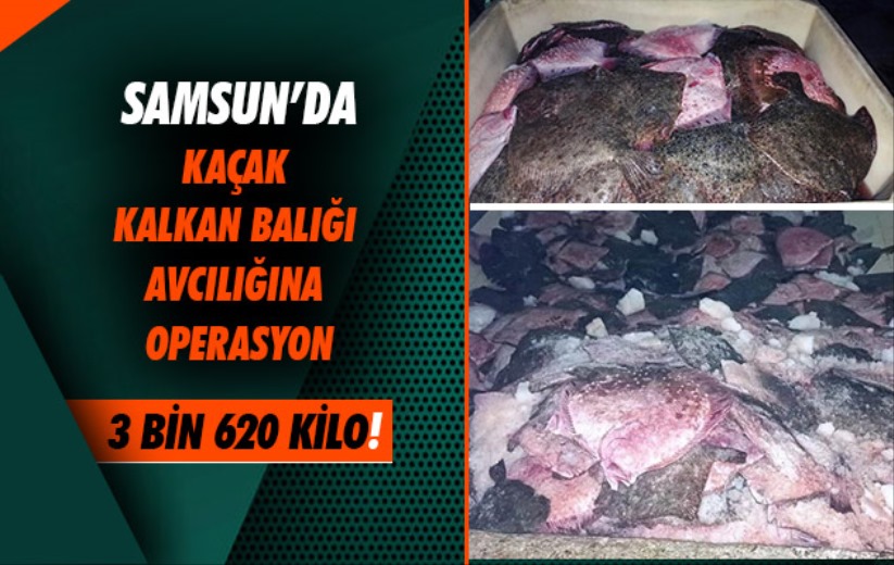 Samsun'da kaçak kalkan balığı avcılığına operasyon: 3 bin 620 kilo kalkan balığı ele geçirildi