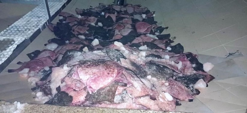 Samsun'da kaçak kalkan balığı avcılığına operasyon: 3 bin 620 kilo kalkan balığı ele geçirildi