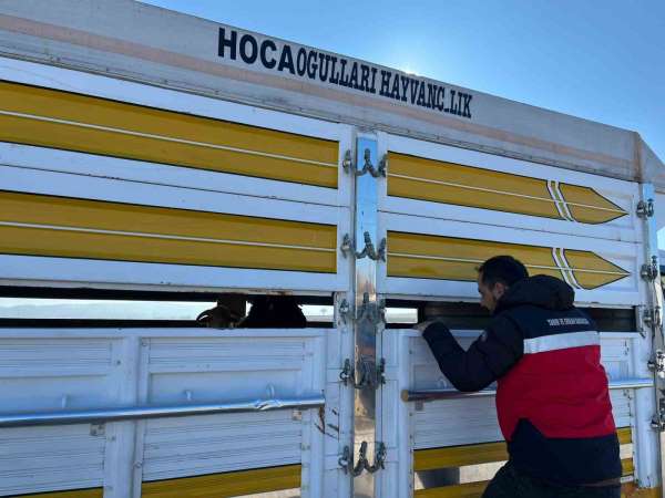 Çavdarhisar'da kaçak ve belgesiz hayvan hareketleri kontrolü