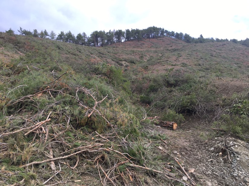 Samsun'da 'Orman Kesimine Tepki!'