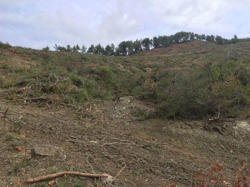 Samsun'da 'Orman Kesimine Tepki!'