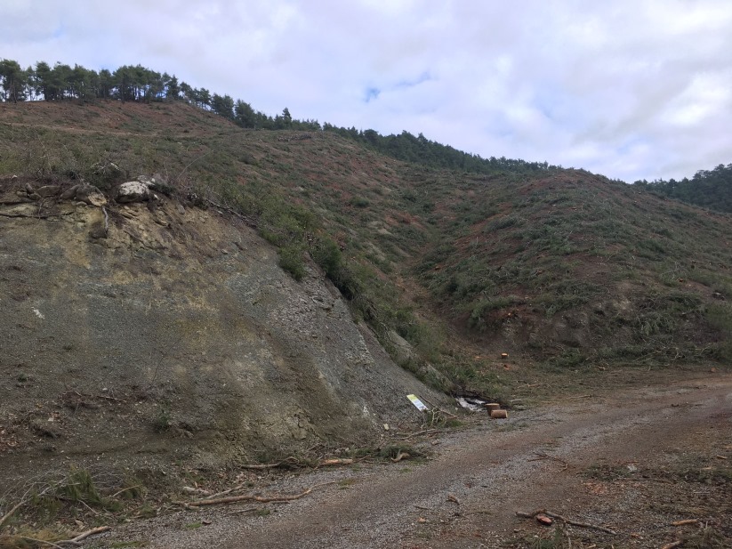 Samsun'da 'Orman Kesimine Tepki!'