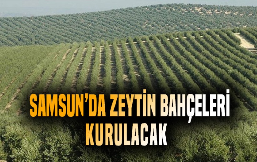 Samsun'da 250 dekar alanda zeytin bahçesi kurulacak