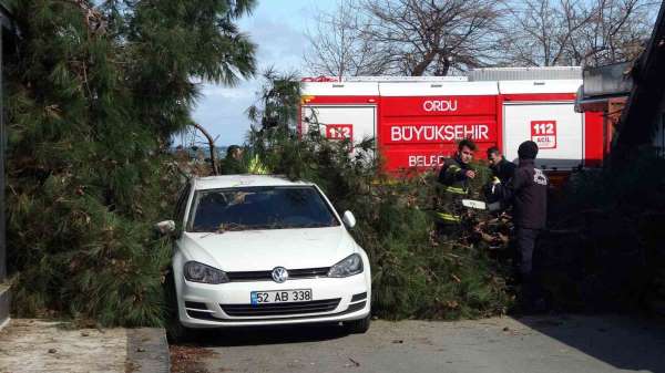 Ordu'da fırtına: Devrilen ağaç, otomobil ve iş yerine hasar verdi