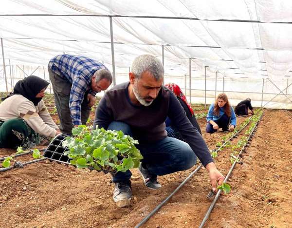 Şanlıurfa'da sebze fideleri seralarda toprakla buluştu