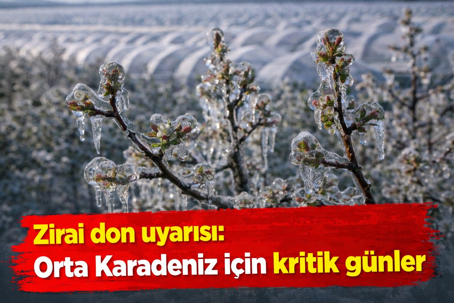 Zirai don uyarısı: Orta Karadeniz için kritik günler