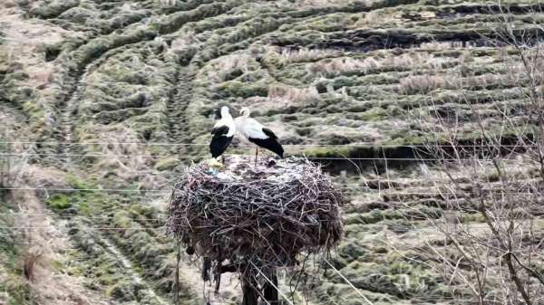 Baharın müjdecisi leylekler Sinop'a geldi