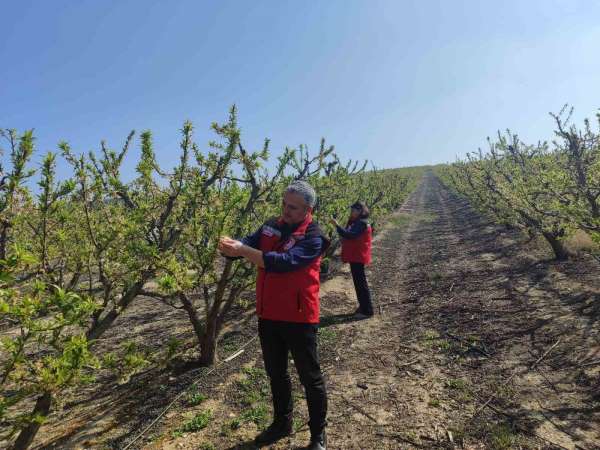 Salihli'de meyve üreticilerine 'Çil ve filiz güvesi' uyarısı