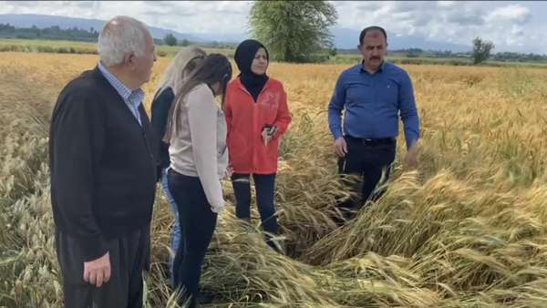 Osmaniye'de sağanak tarım arazilerine zarar verdi