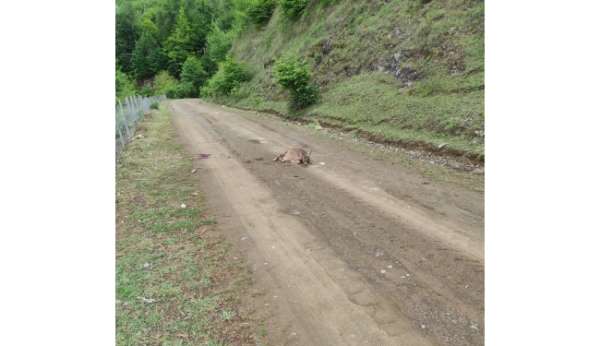 Tokat'ta yaralı karaca telef oldu