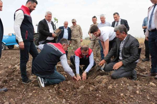 Cizre'de 2,5 milyon TL değerinde 50 çiftçiye verilen badem ve fıstıkların dikimi yerinde inceleme