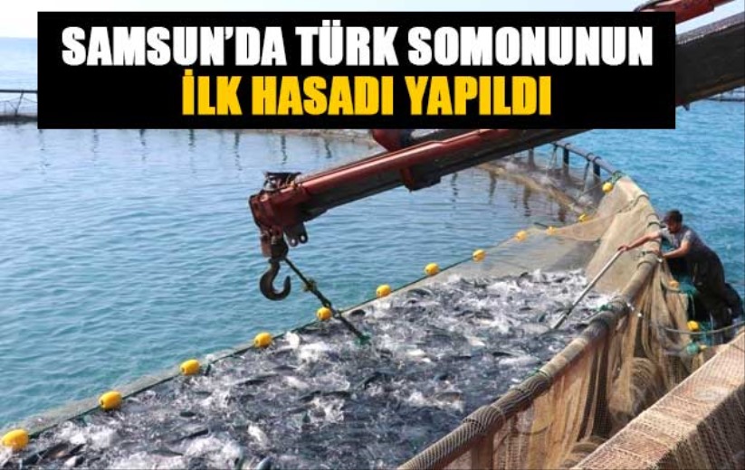 Samsun'da Türk somonunun ilk hasadı yapıldı