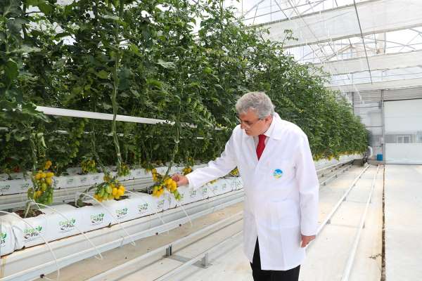 O merkezde yılda 1250 ton domates üretimi hedefleniyor - Sakarya haber
