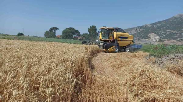 Söke Ovası'nda buğday bereketi - Aydın haber
