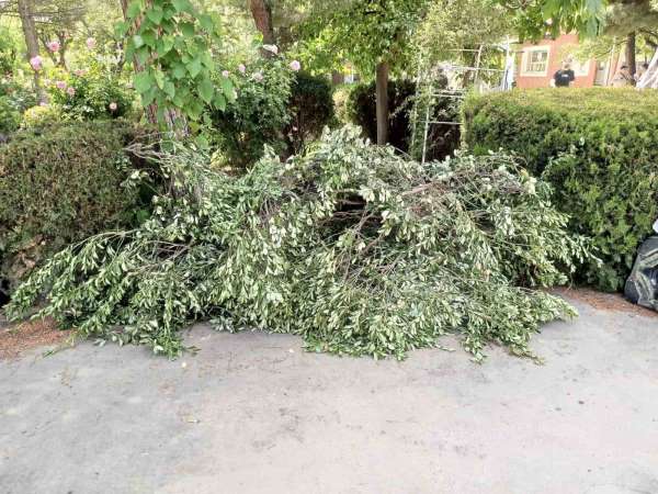 Siirt Üniversitesinde ağaç katliamı tepkilere neden oldu