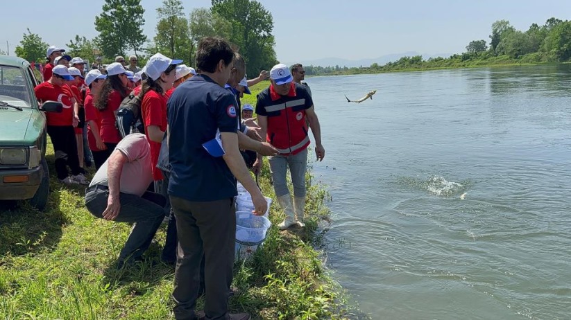 Samsun'da 5 bin Mersin balığı Yeşilırmak'a salındı