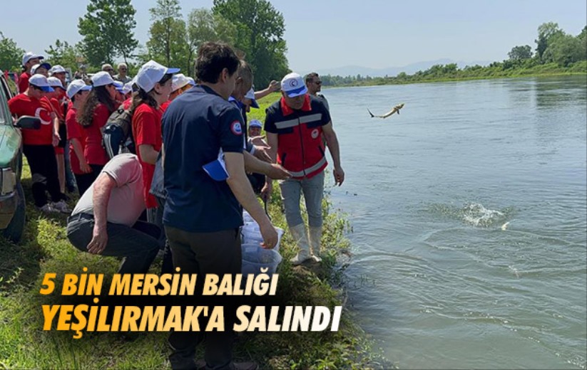 Samsun'da 5 bin Mersin balığı Yeşilırmak'a salındı