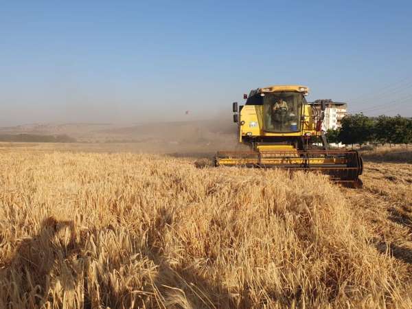 Gaziantep'te arpa ve buğday hasadı başladı