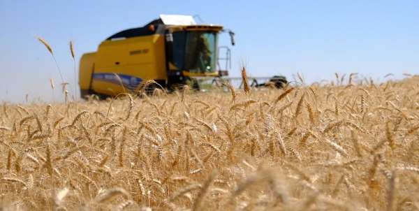 Kızıltepe Ovası'nda buğday hasadı verimli geçiyor
