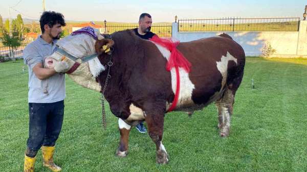 Yozgat'ta 'Şampiyon' isimli boğa 230 bin liradan satışa çıktı