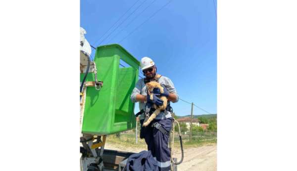 Elektrik direğinde mahsur kalan kedi kurtarıldı