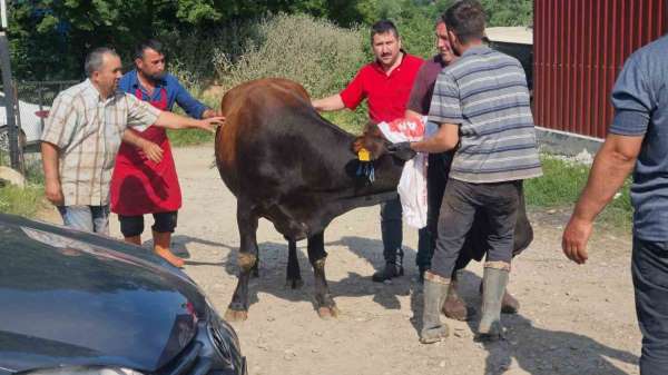 Sinop'ta kurbanlık kaçtı, köyde kısa süreli panik yaşandı