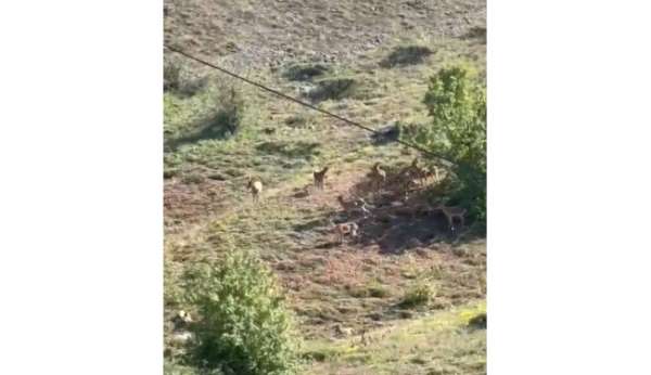 Elazığ'da koruma altındaki dağ keçileri sürü halinde görüntülendi