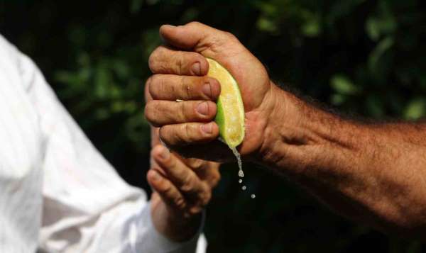 Çukurova'da erken hasat edilen Mayer limonların kalitesinde büyük risk