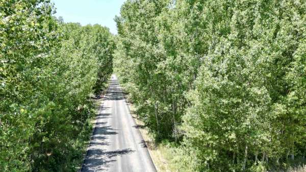 Tokat'taki köy yolu ağaç tüneli ile kartpostallık manzara sürüyor