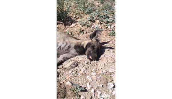 Şanlıurfa'da nesli tehdit altındaki çizgili sırtlan ölü bulundu