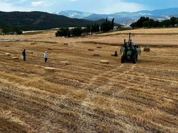 Sinop'ta yılın ilk buğdayları hasat edildi