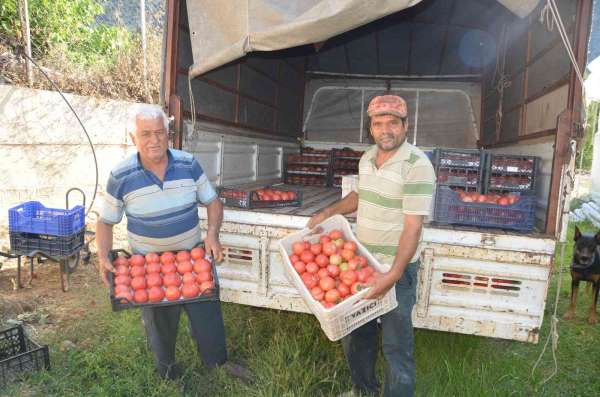 800 rakıma deneme amaçlı sera kurdu, tonlarca domates ve biber yetiştiriyor - Antalya haber